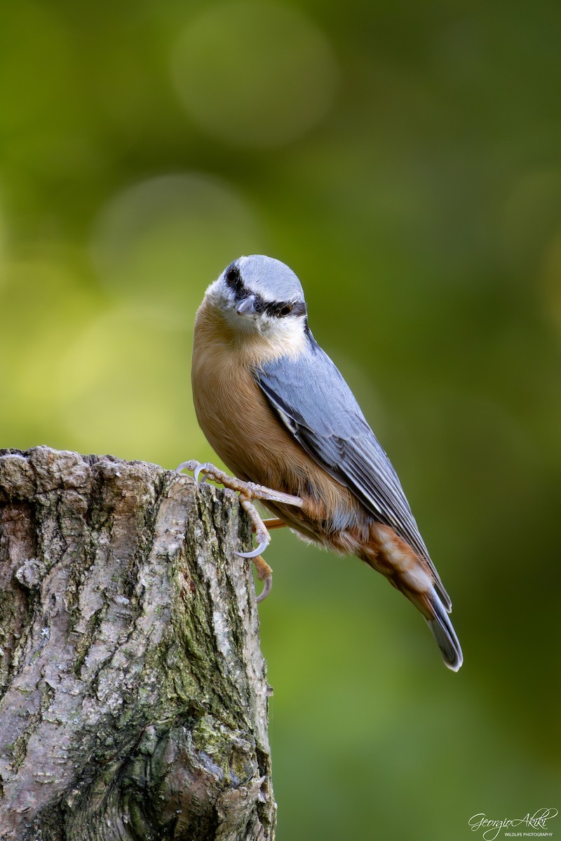 Eurasian Nuthatch - ML645486710
