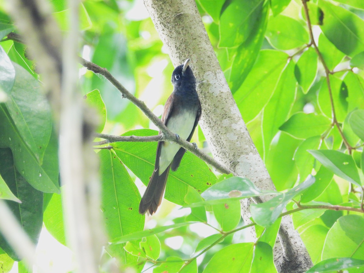 Black Paradise-Flycatcher - ML645486711