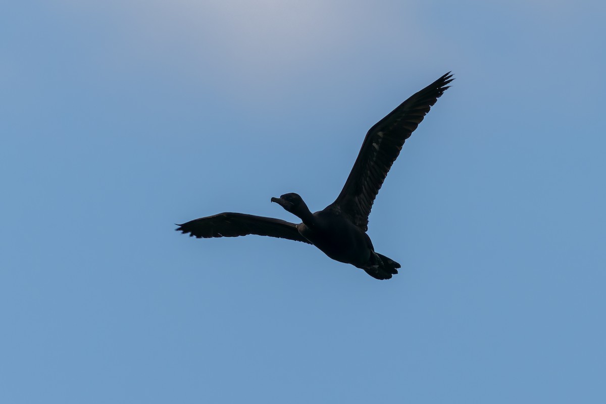 Little Black Cormorant - ML645486714