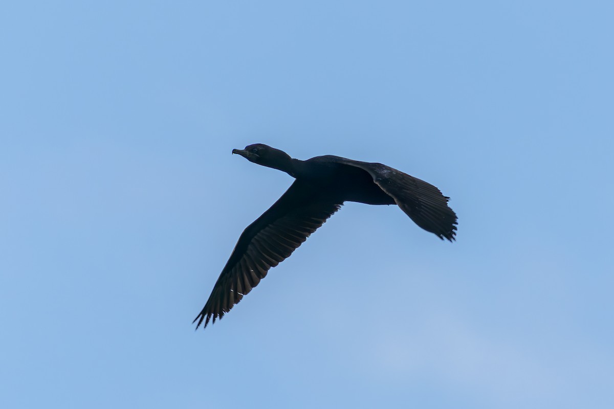 Little Black Cormorant - ML645486715