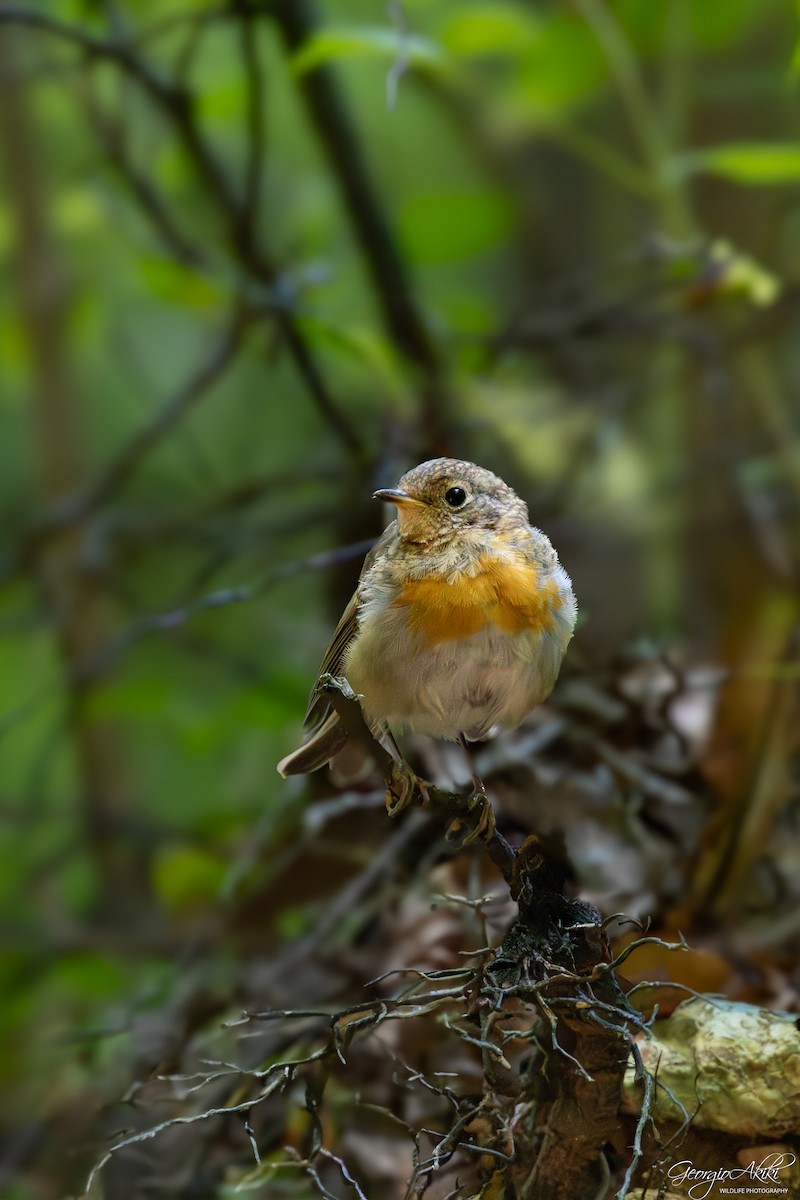 European Robin - ML645486716