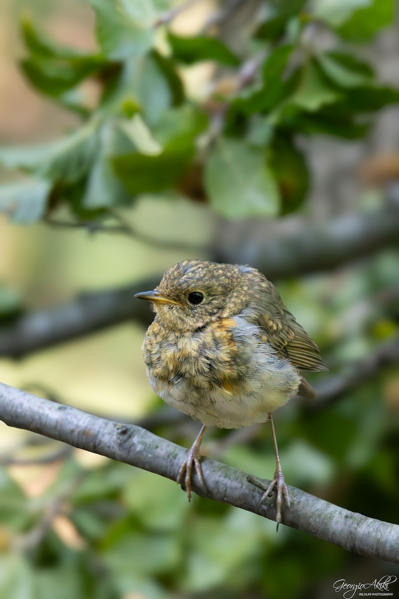 European Robin - ML645486717