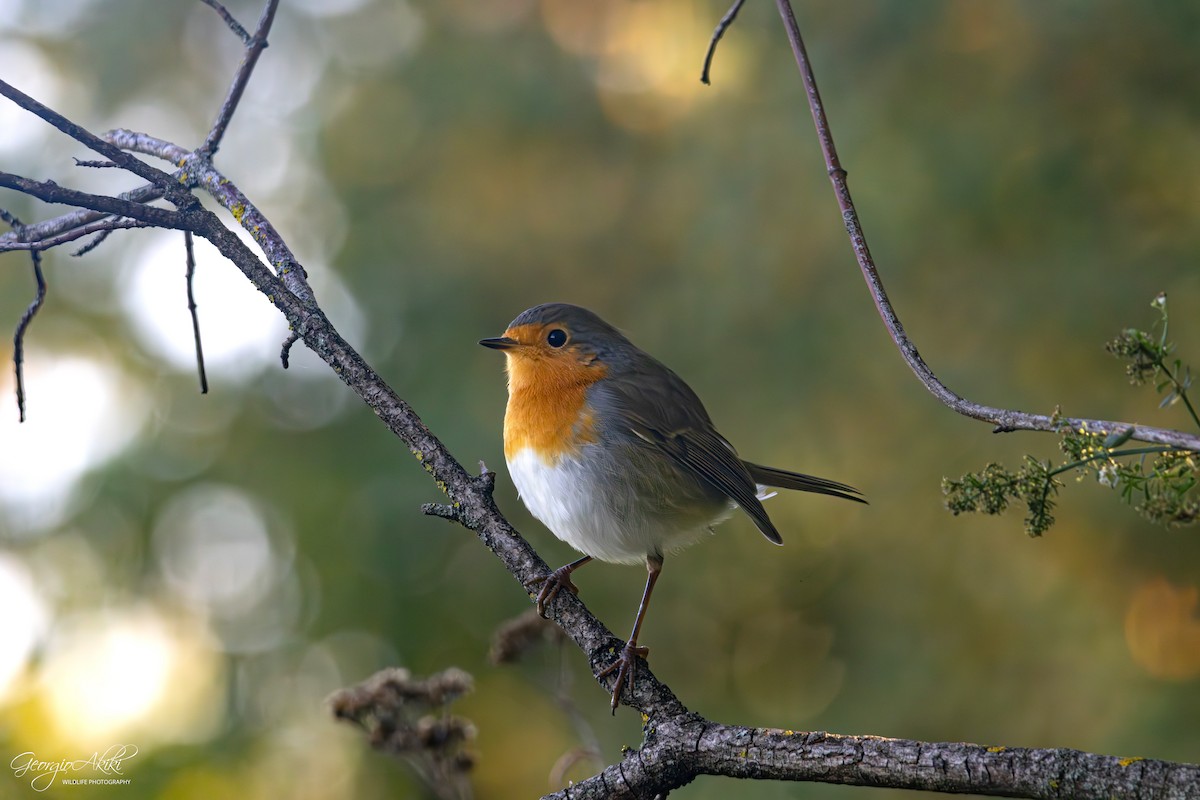 European Robin - ML645486718