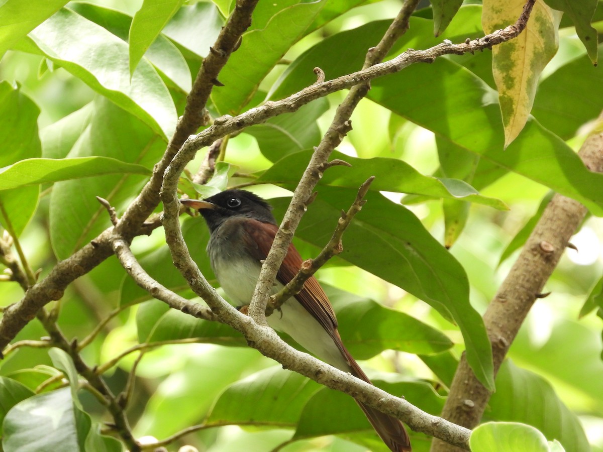 Black Paradise-Flycatcher - ML645486719