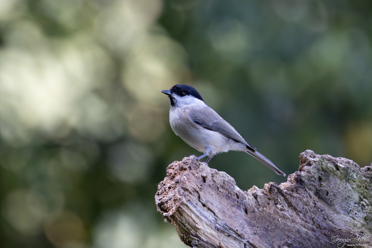 Marsh Tit - ML645486720
