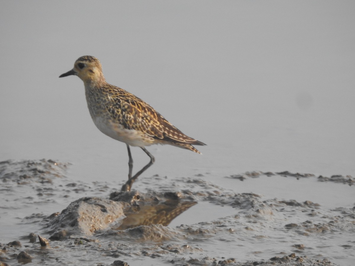 Pacific Golden-Plover - ML645486721