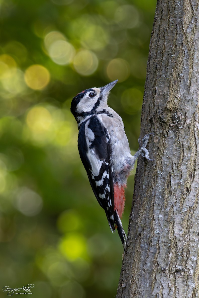 Great Spotted Woodpecker - ML645486722