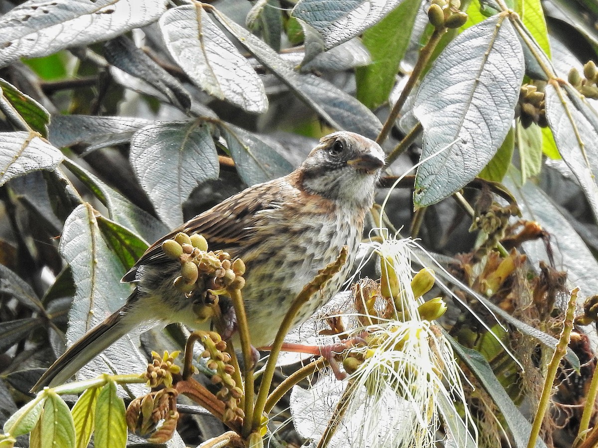 Rufous-collared Sparrow - ML645486723