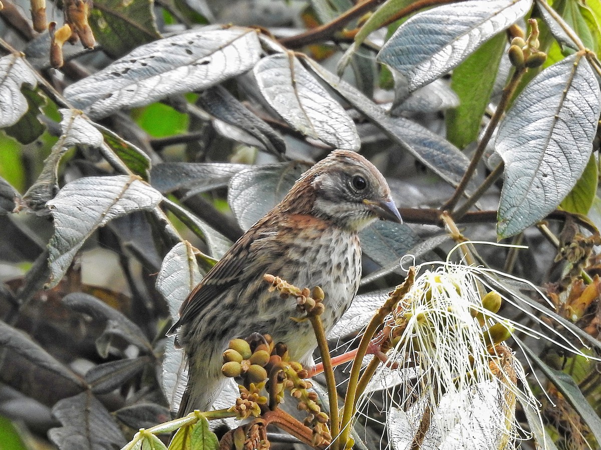 Rufous-collared Sparrow - ML645486724
