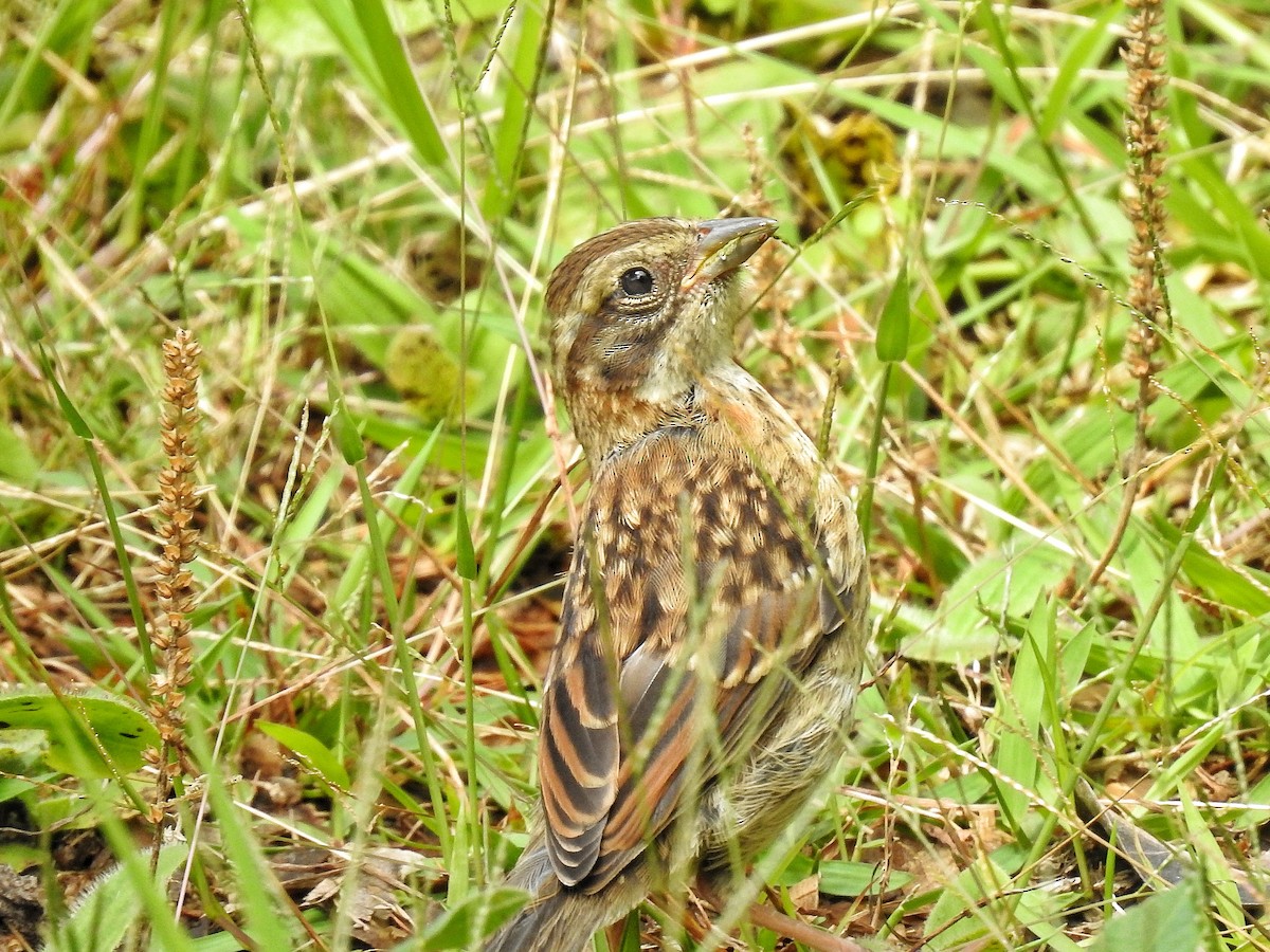 Rufous-collared Sparrow - ML645486725