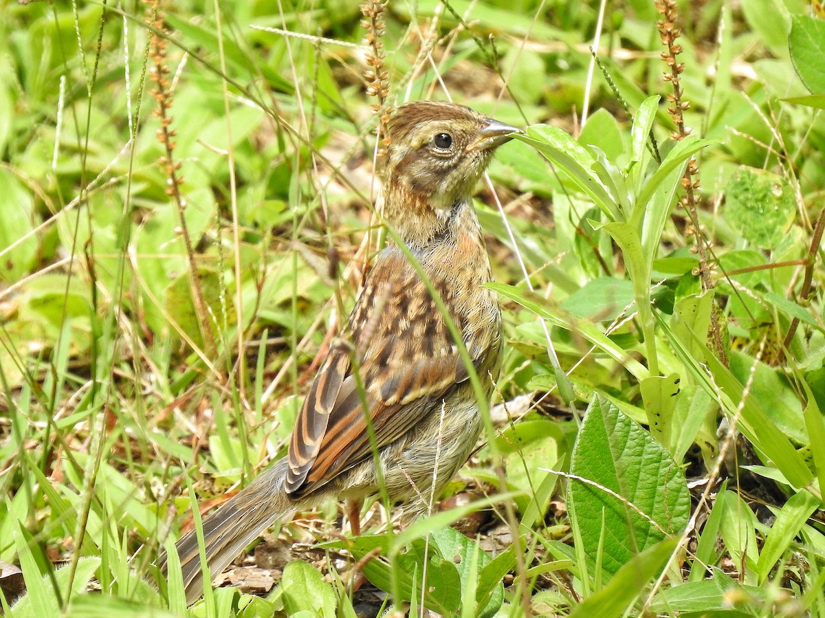 Rufous-collared Sparrow - ML645486726