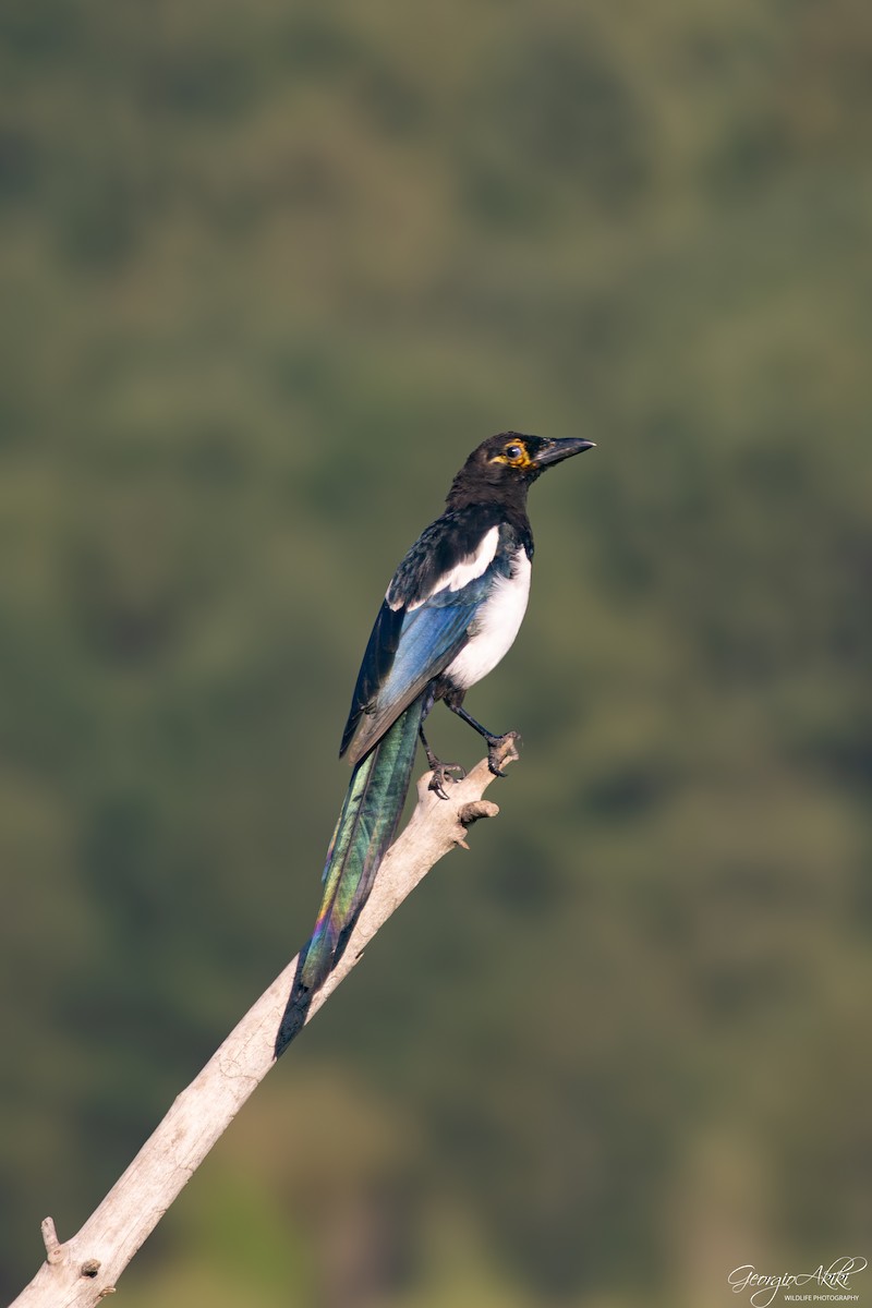 Eurasian Magpie - ML645486728