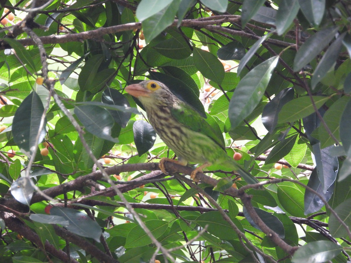 Lineated Barbet - ML645486729