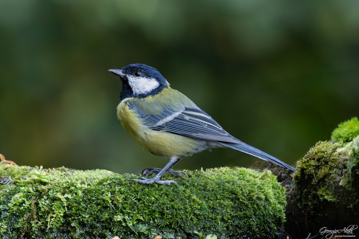 Great Tit - ML645486730