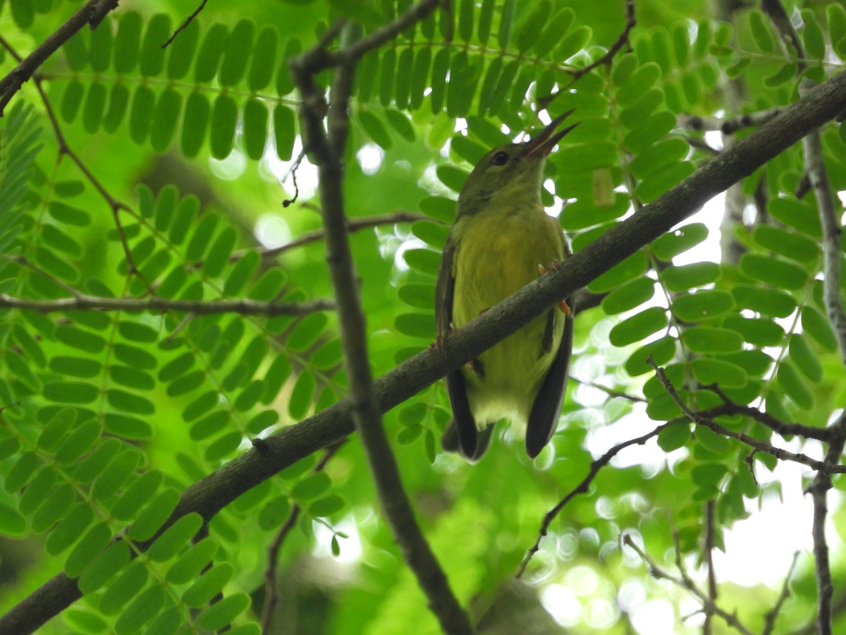 Brown-throated Sunbird - ML645486732
