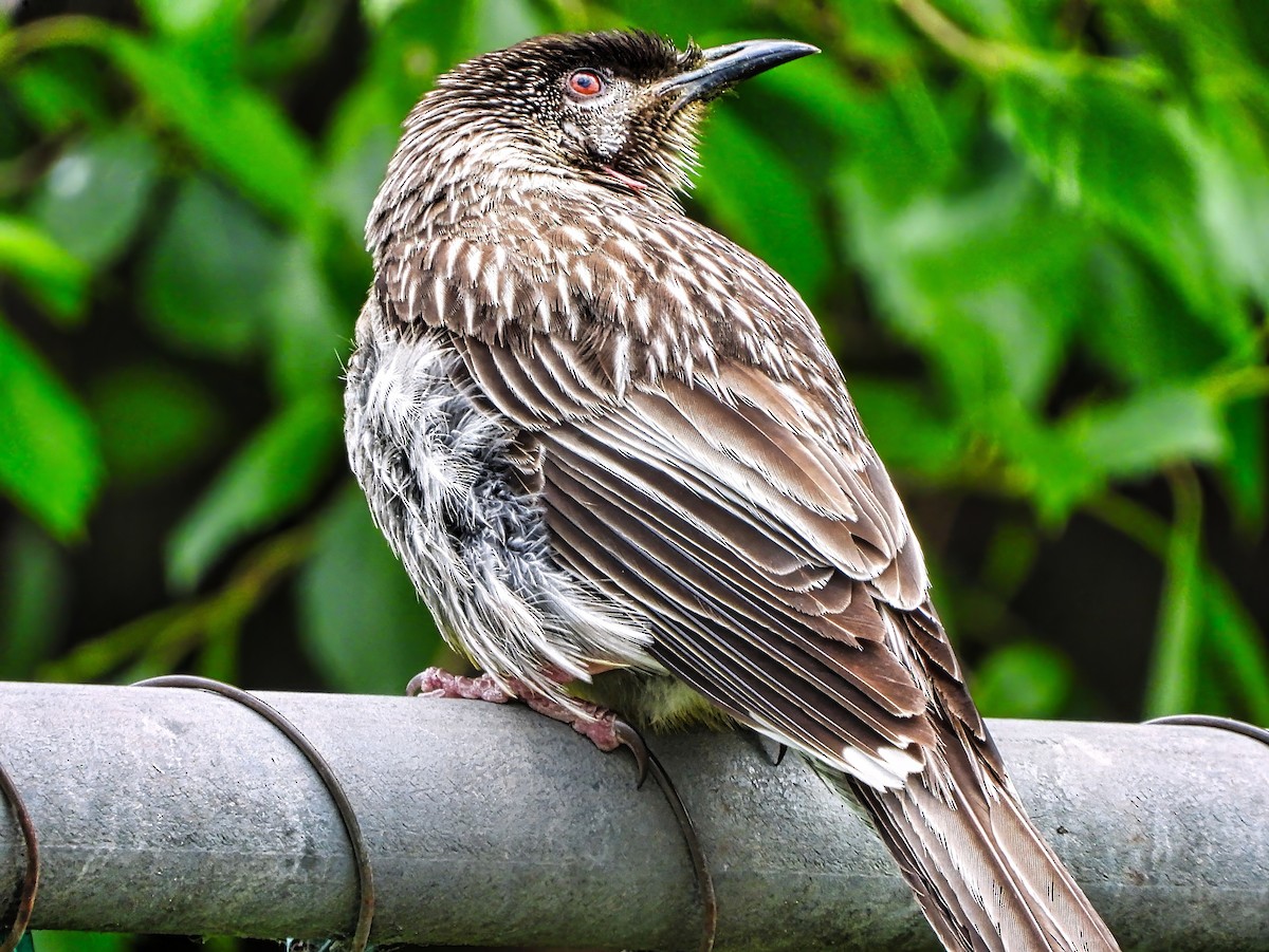 Red Wattlebird - ML645486733