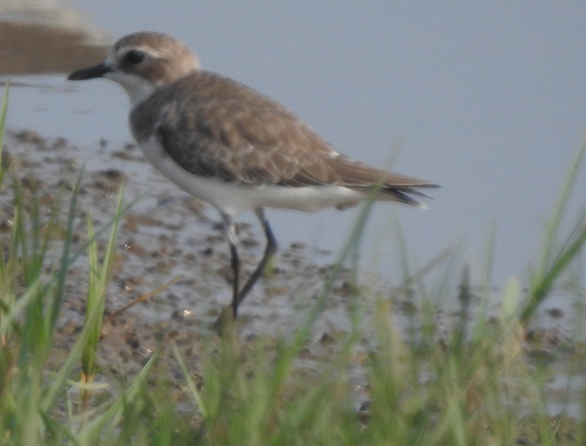Tibetan Sand-Plover - ML645486735