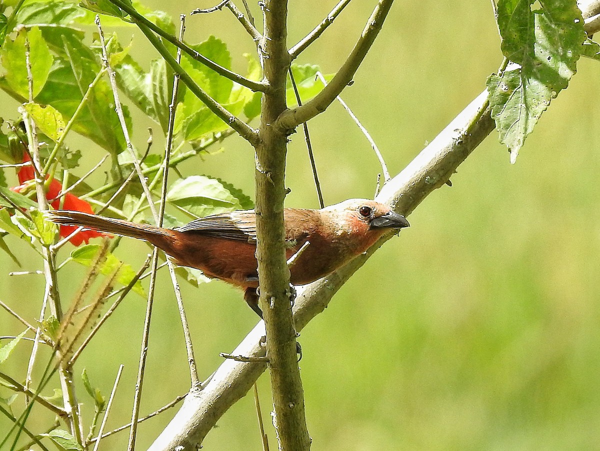 Silver-beaked Tanager - ML645486736