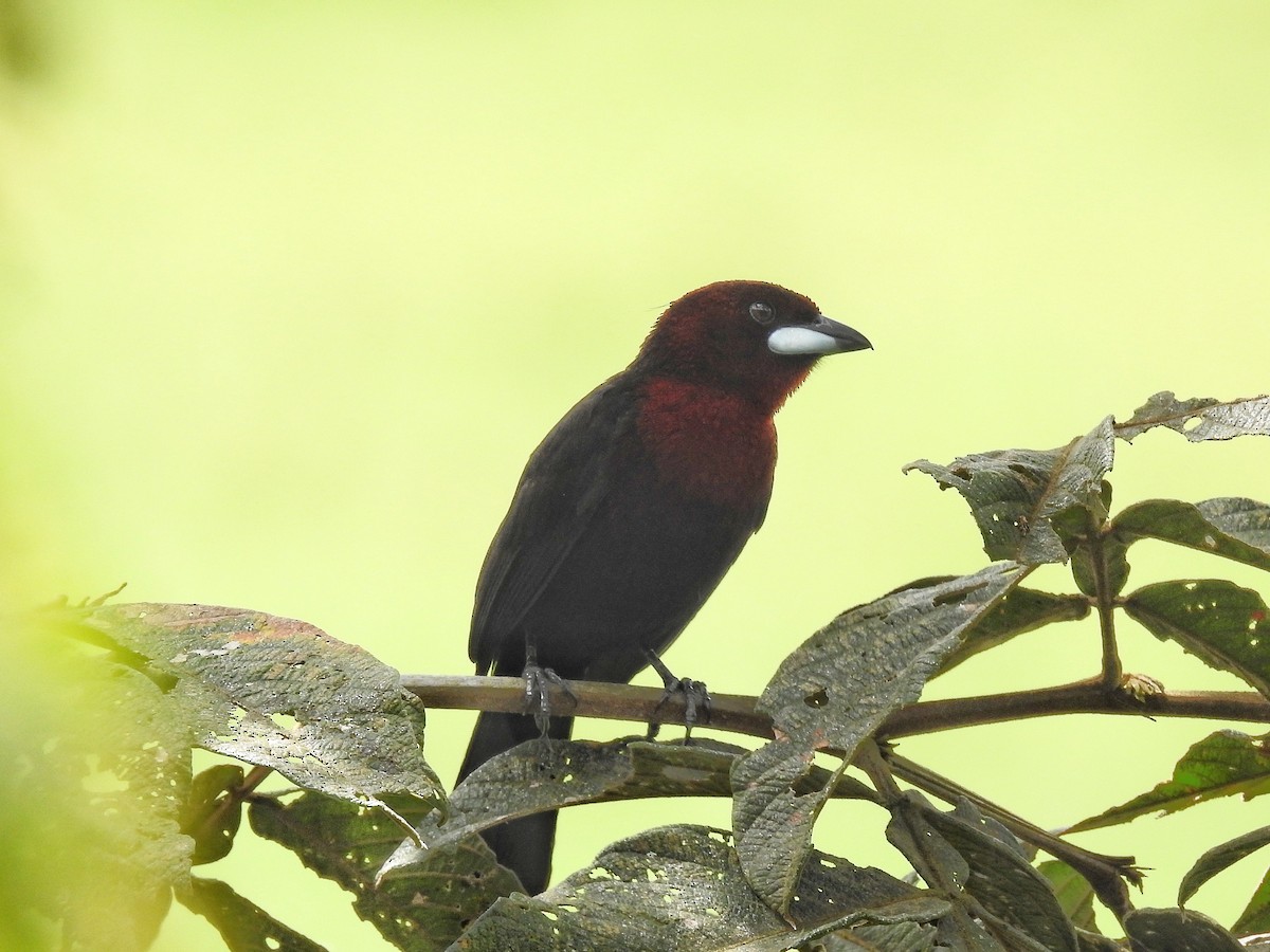 Silver-beaked Tanager - ML645486737