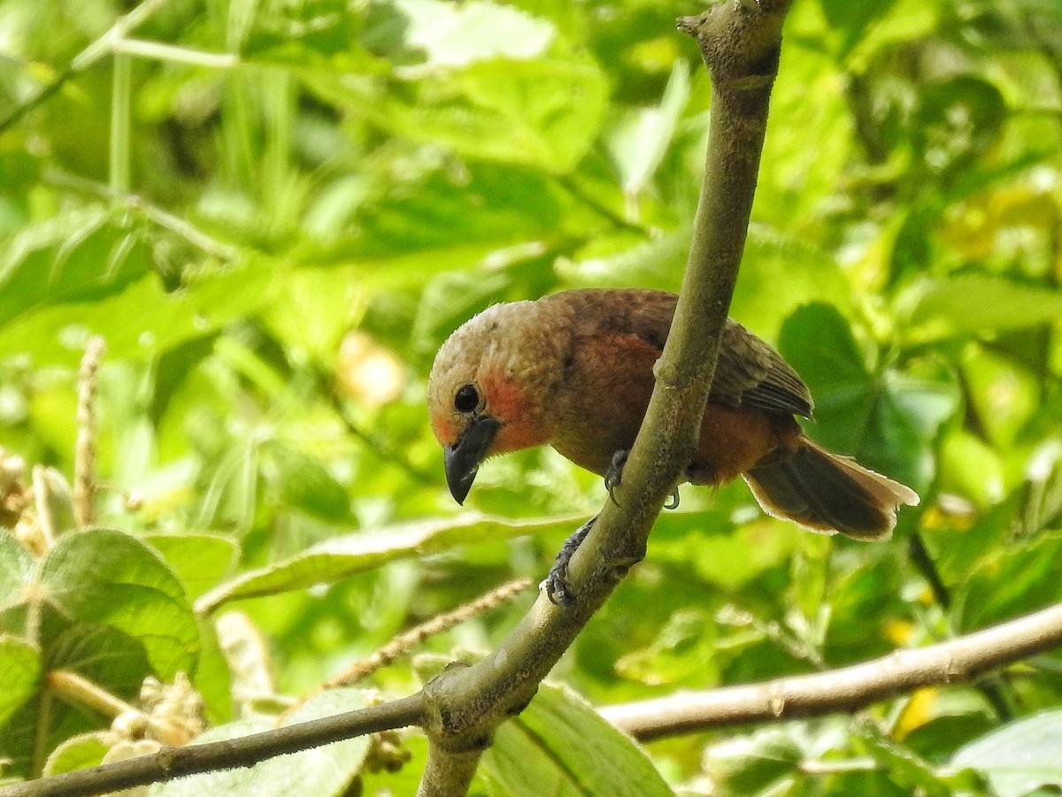 Silver-beaked Tanager - ML645486738
