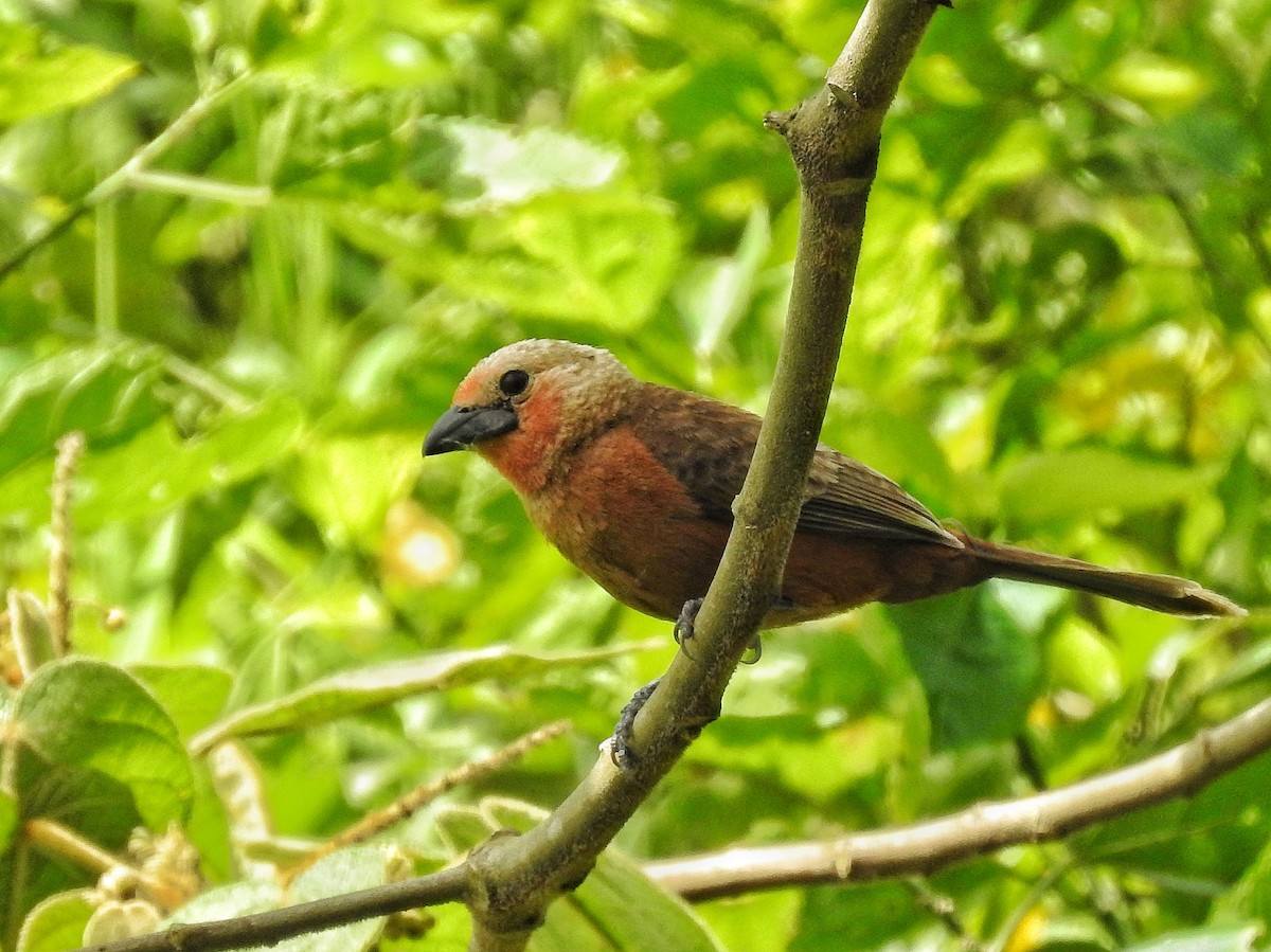 Silver-beaked Tanager - ML645486739