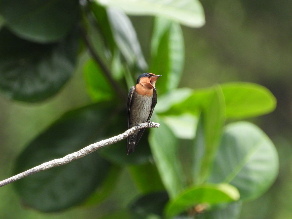 Pacific Swallow - ML645486740