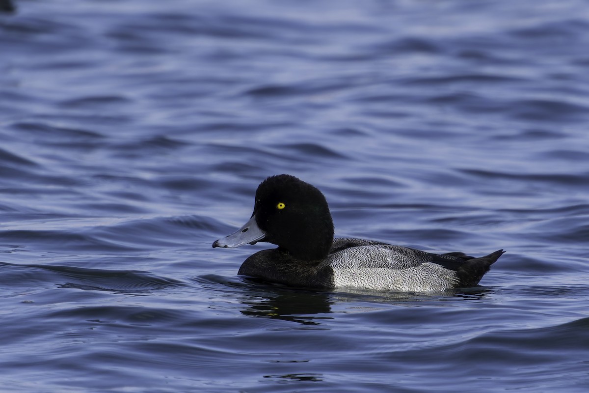 Greater Scaup - ML645486741