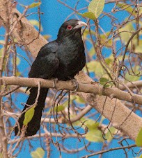 Asian Koel - ML645486742