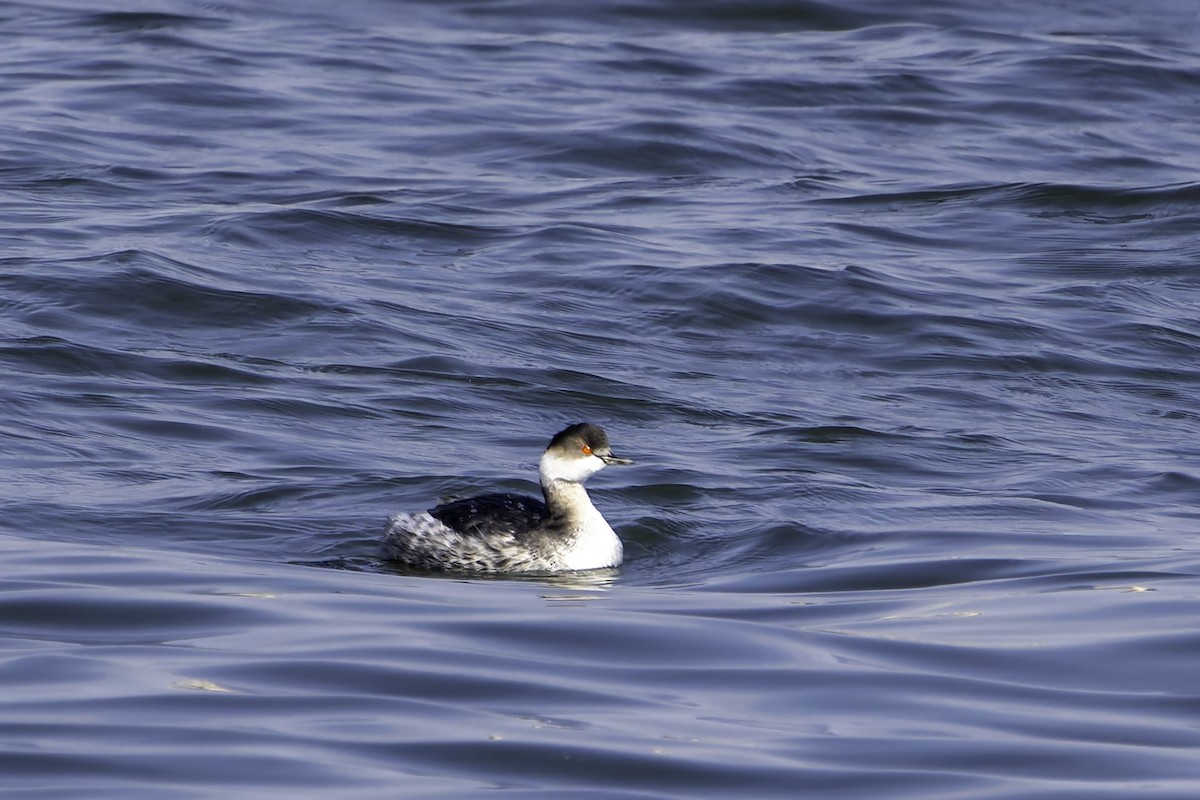 Eared Grebe - ML645486744