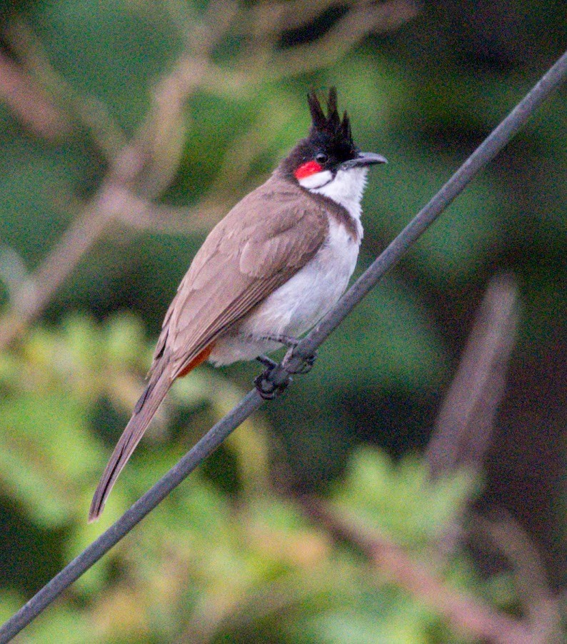 Red-whiskered Bulbul - ML645486745