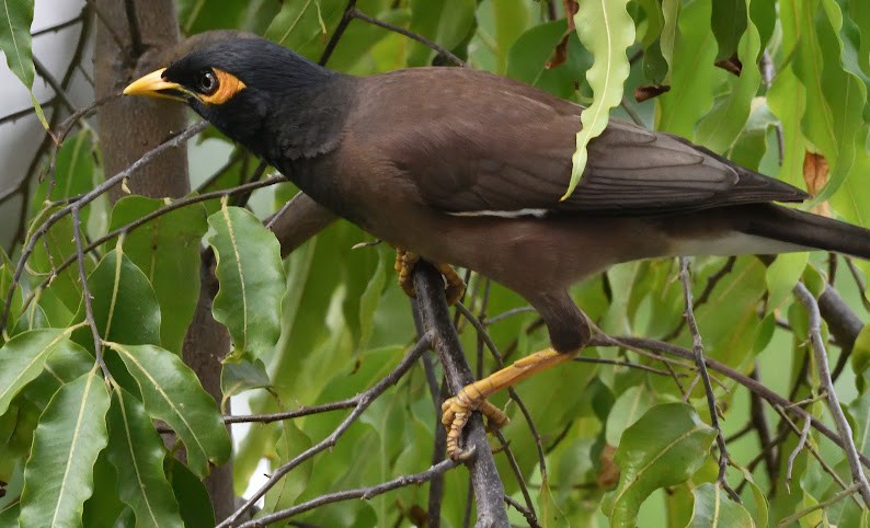 Common Myna - ML645486746
