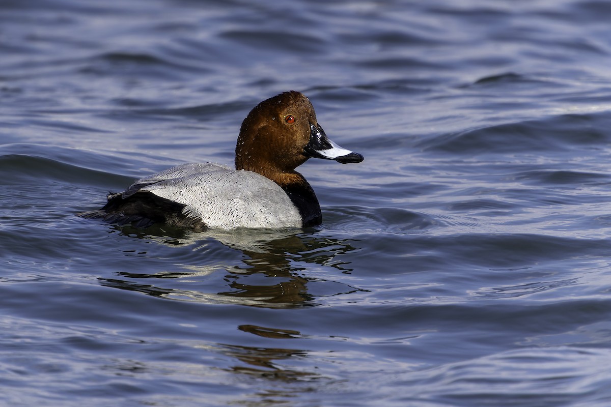 Common Pochard - ML645486747