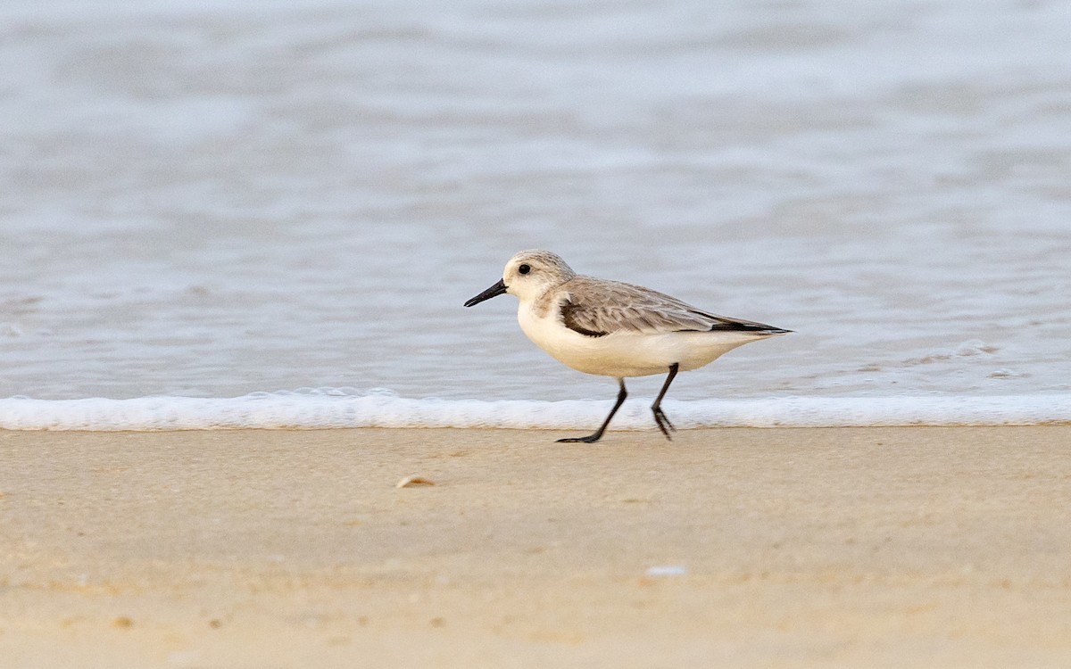 Sanderling - ML645486748