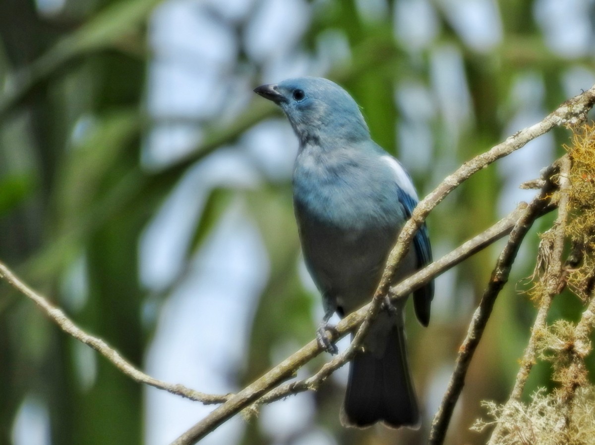 Blue-gray Tanager - ML645486749