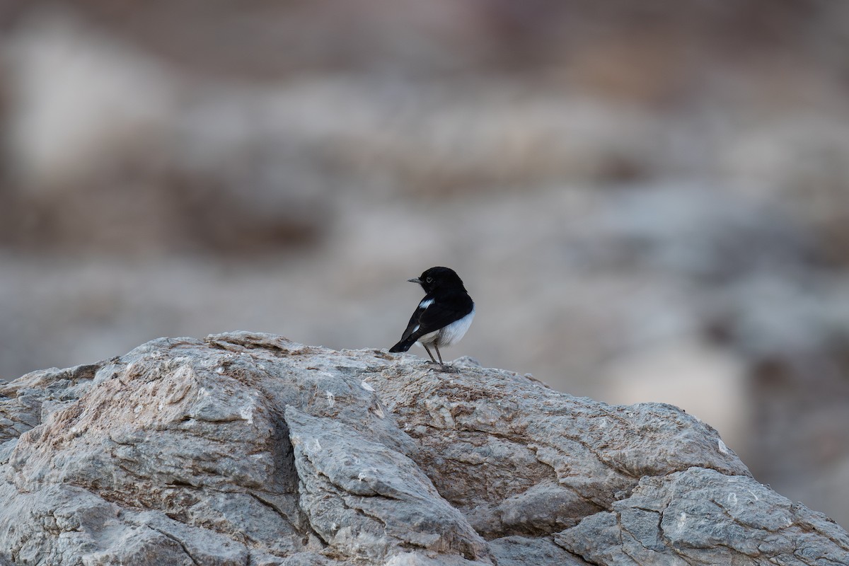 Hume's Wheatear - ML645486750