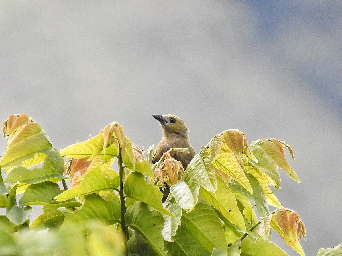 Palm Tanager - ML645486756