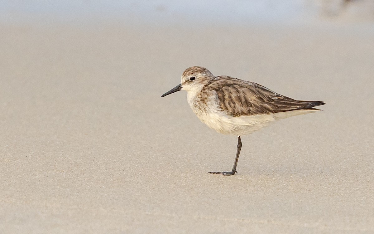 Küçük Kumkuşu - ML645486758