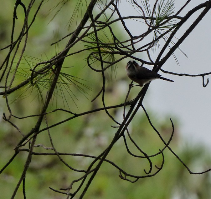 ruststjertmeis (bonvaloti/obscuratus) (skjeggstjertmeis) - ML645486767