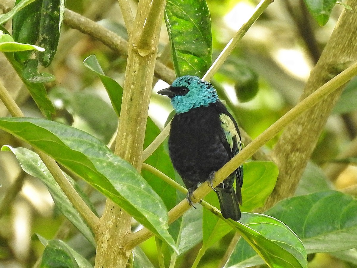 Blue-necked Tanager - ML645486768