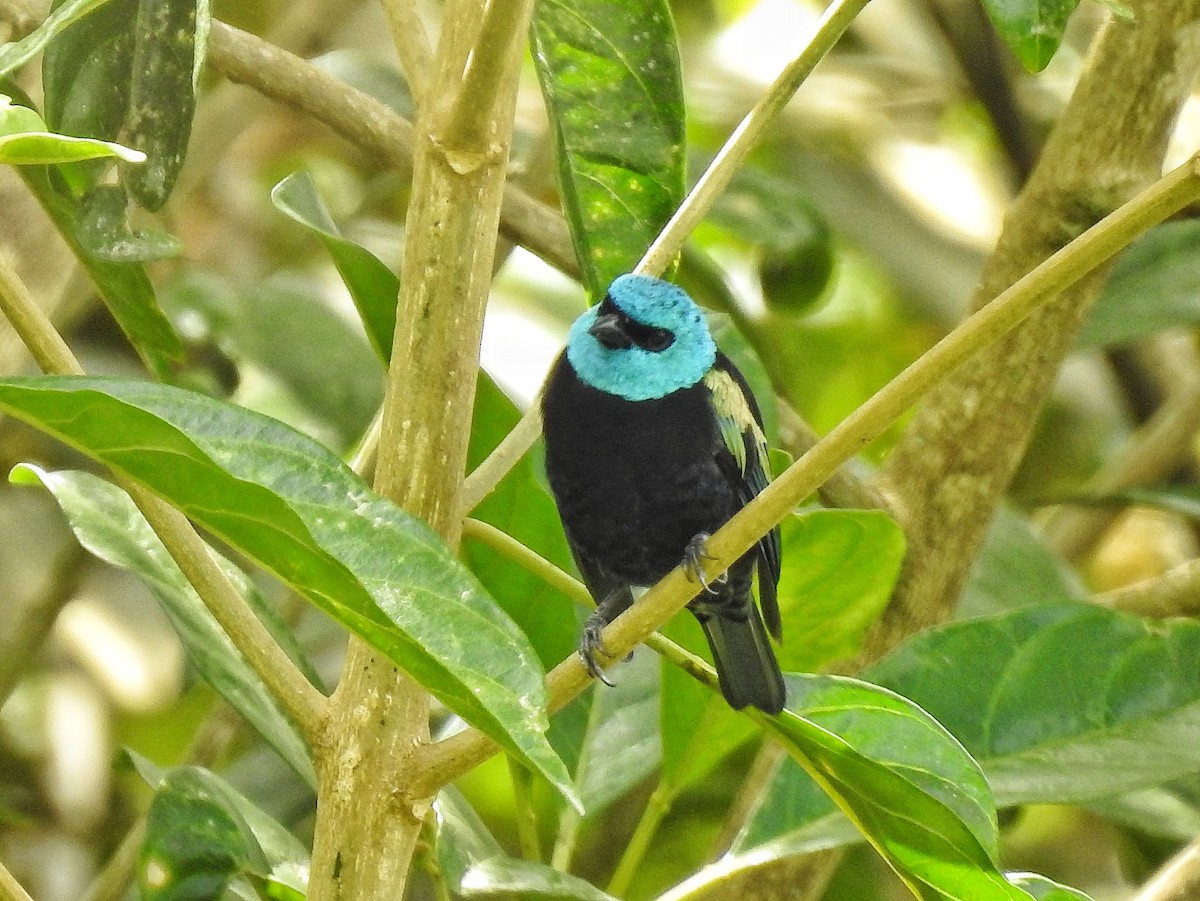 Blue-necked Tanager - ML645486769