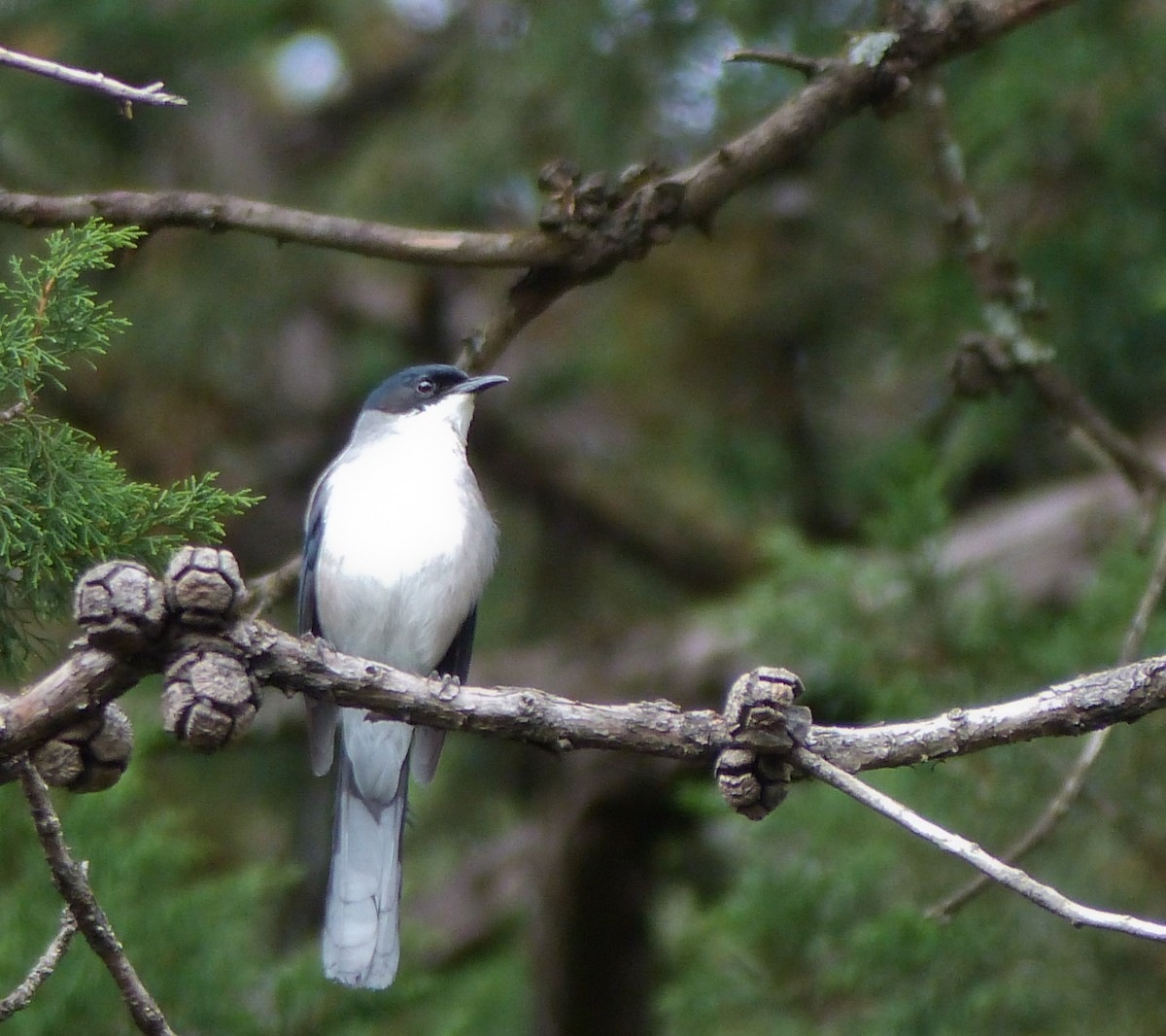 Kara Başlı Sibya - ML645486771