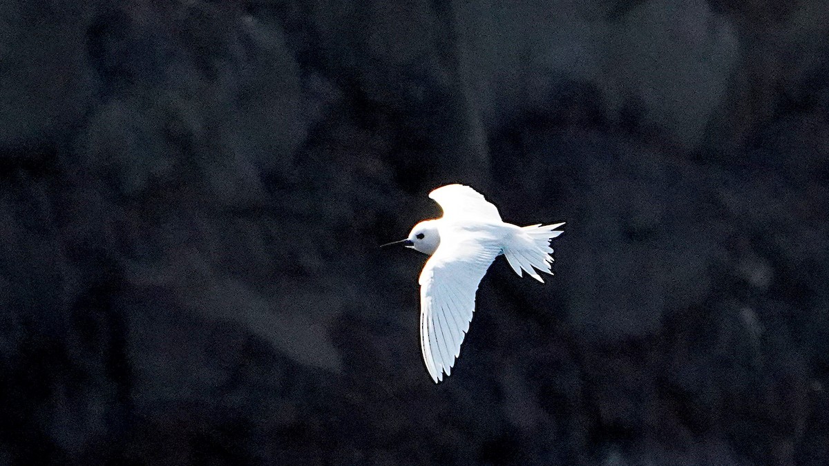 Blue-billed White-Tern - ML645486776