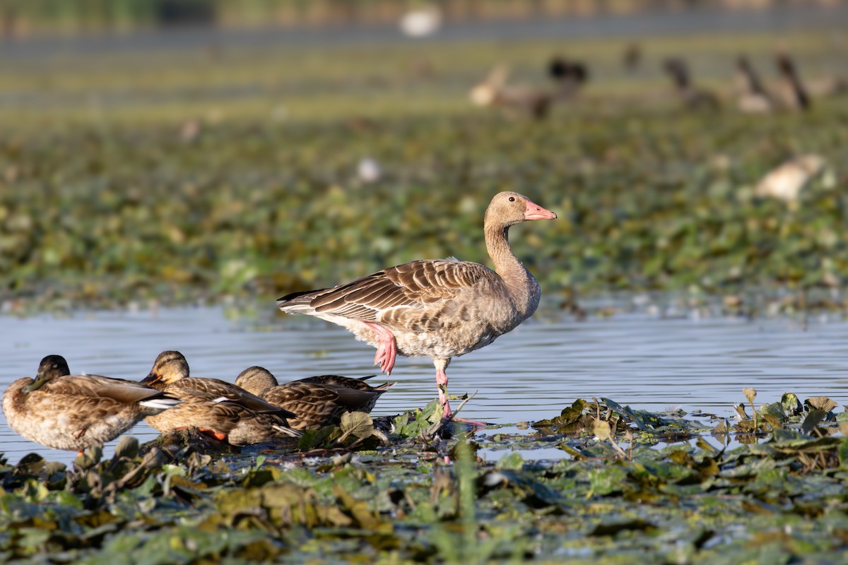 Graylag Goose - ML645486777