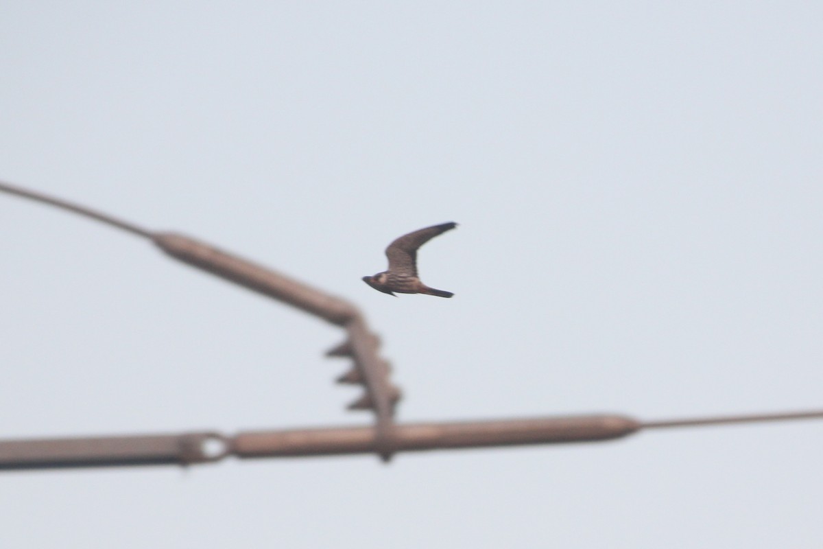 בז אמור - ML645486785