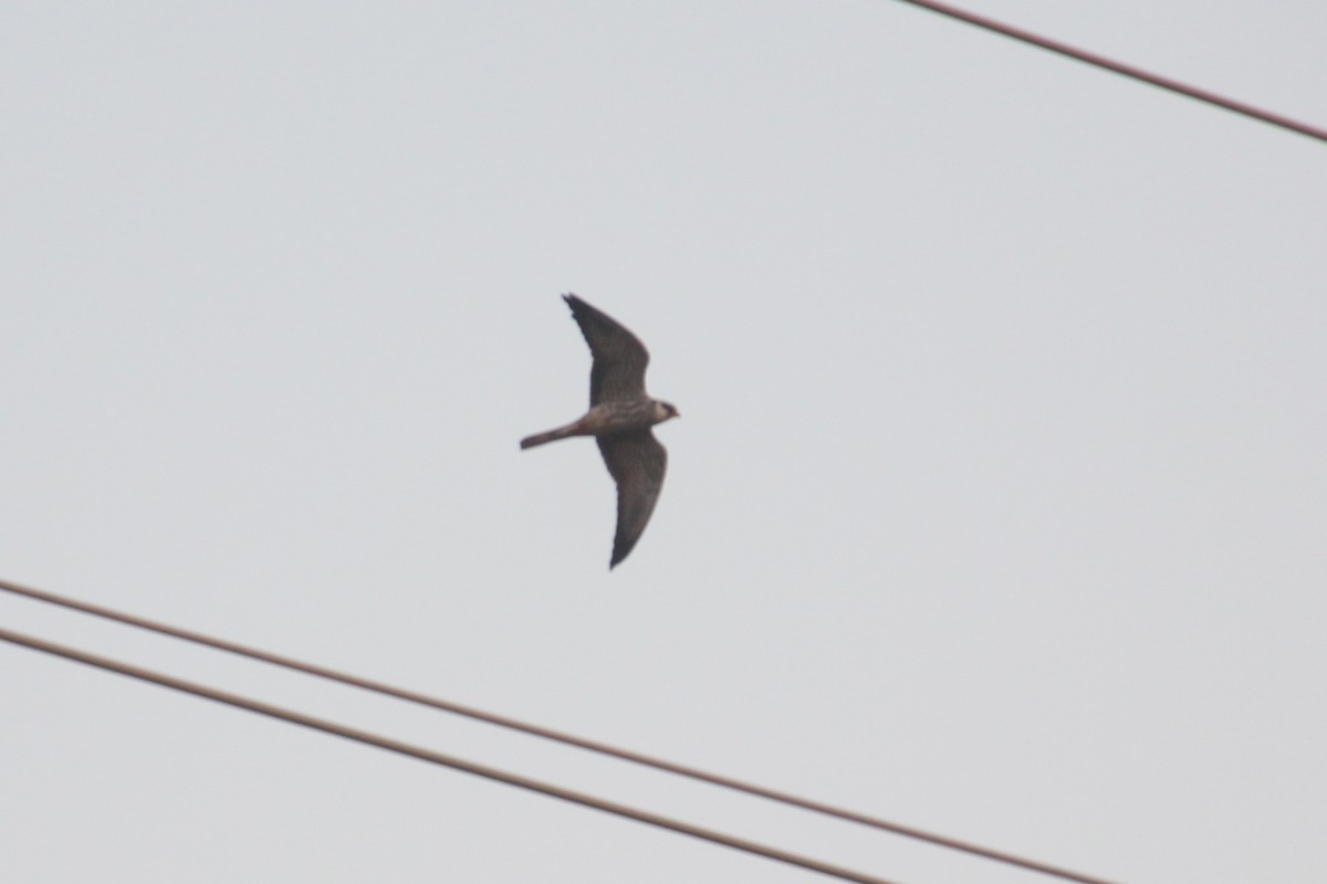 בז אמור - ML645486786