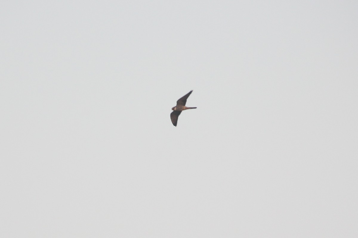 בז אמור - ML645486787