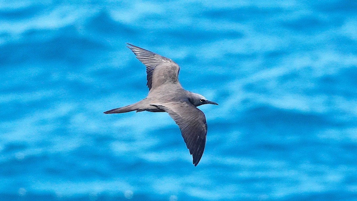 Brown Noddy - ML645486788