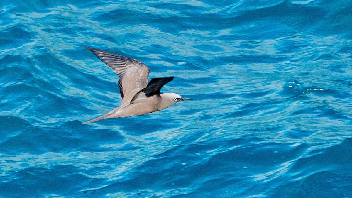 Brown Noddy - ML645486789