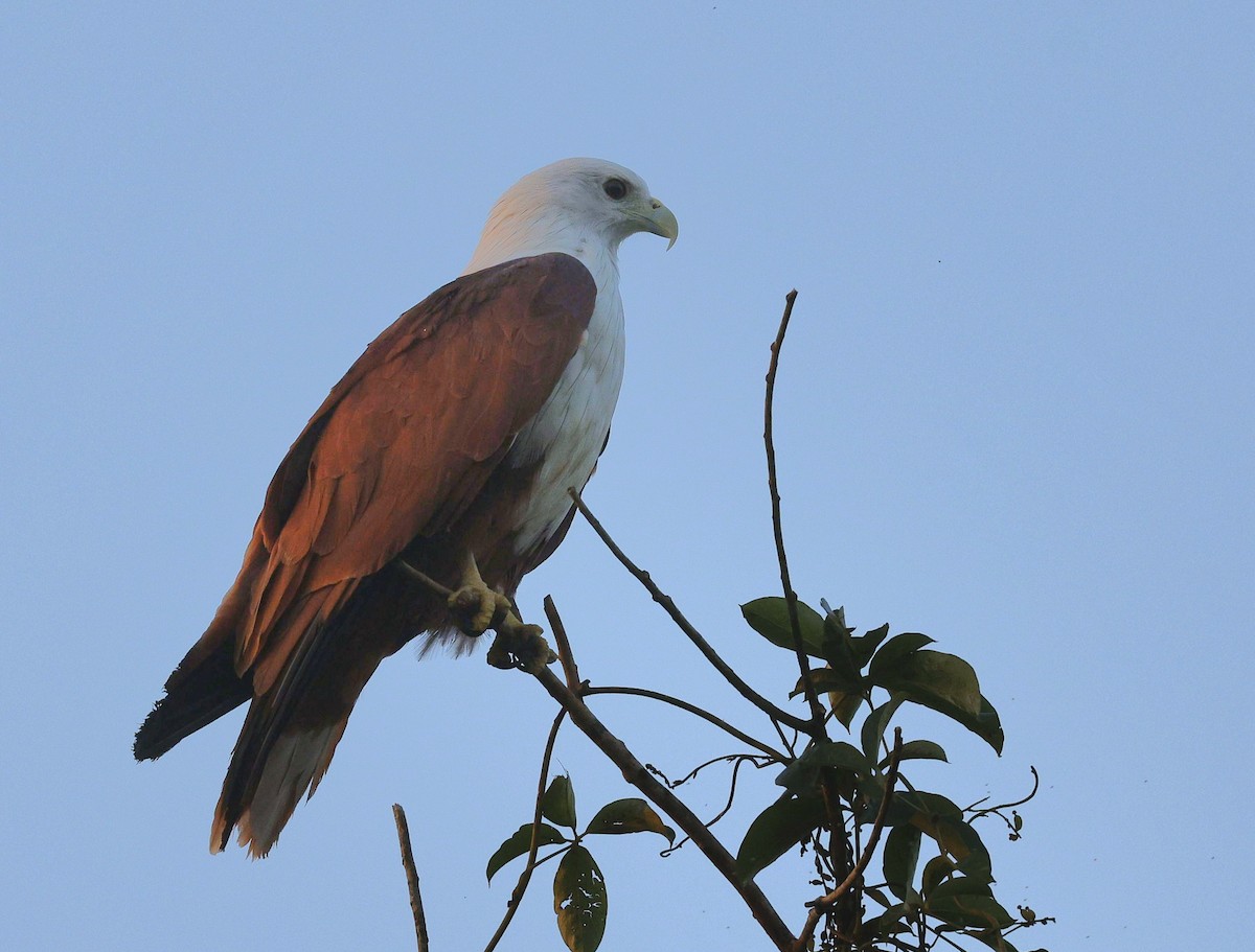 栗鳶 - ML645486794