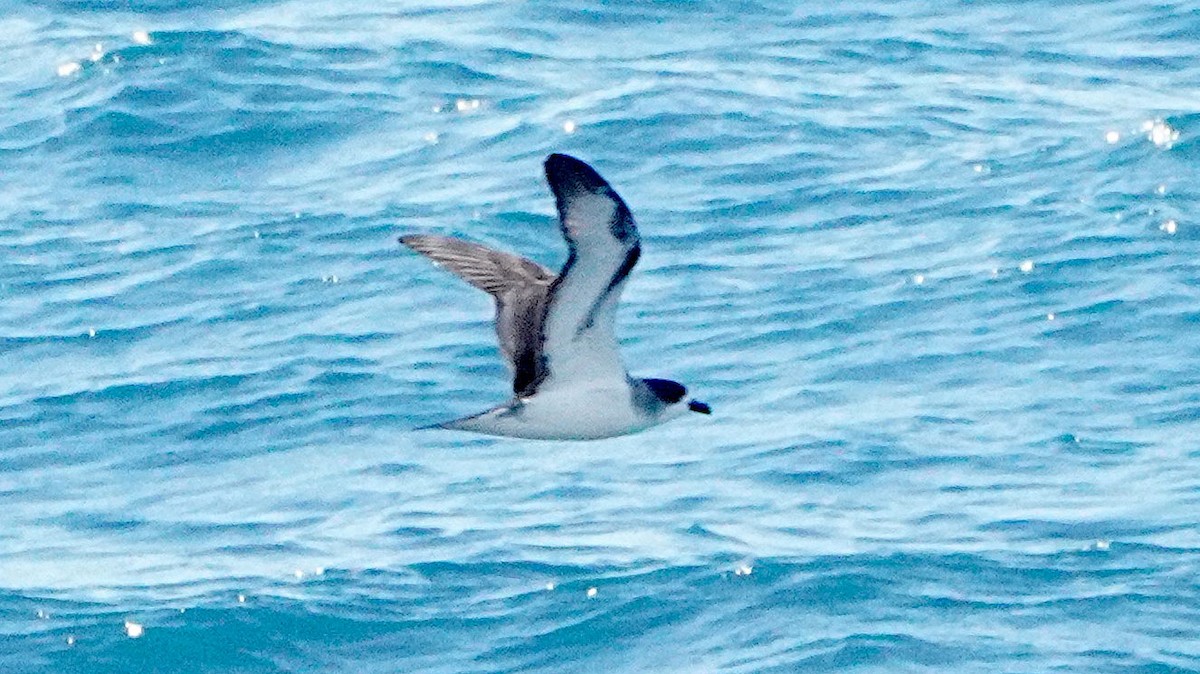 Barau's Petrel - ML645486800